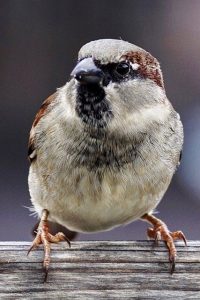 sparrows-2759978_19202